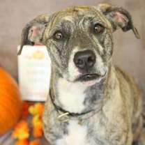 Thumbnail photo of Willow #1