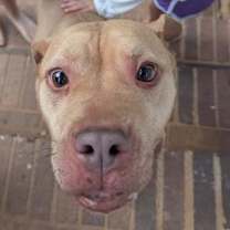 Thumbnail photo of Peanut #1