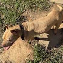 Thumbnail photo of Peanut #3