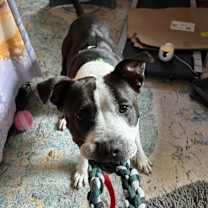 Thumbnail photo of Chev #2