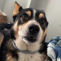 Thumbnail photo of Graham #2