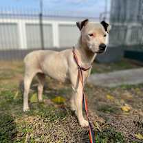 Thumbnail photo of Wishbone #2