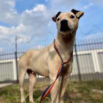 Thumbnail photo of Wishbone #3