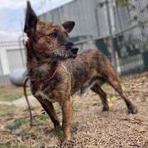 Thumbnail photo of Spiffy #3