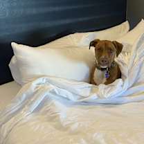 Thumbnail photo of Sugarfoot #1