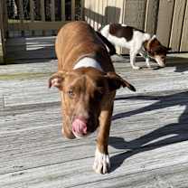 Thumbnail photo of Sugarfoot #2