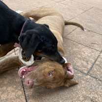 Thumbnail photo of Sugarfoot #3