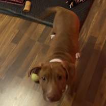 Thumbnail photo of Sugarfoot #4