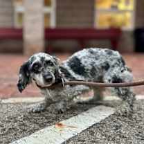 Thumbnail photo of Apple #3