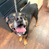 Thumbnail photo of Dog Kennel #1 Dexter #2