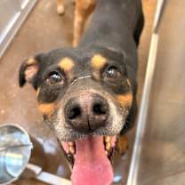 Thumbnail photo of Dog Kennel #1 Dexter #3