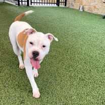 Thumbnail photo of Noe #2