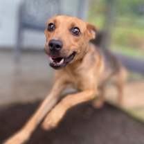 Thumbnail photo of Electra  #1