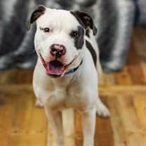 Thumbnail photo of Yugo #1