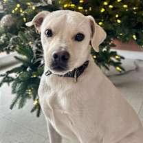 Thumbnail photo of Chevy #1