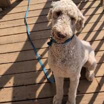 Thumbnail photo of Percy #1