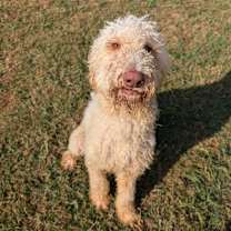 Thumbnail photo of Percy #2