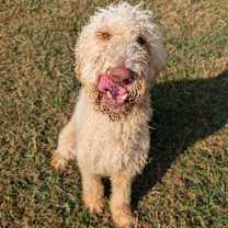 Thumbnail photo of Percy #3