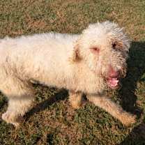 Thumbnail photo of Percy #4