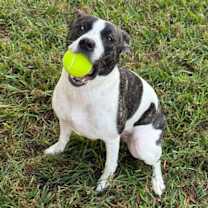 Thumbnail photo of Valkyrie #1