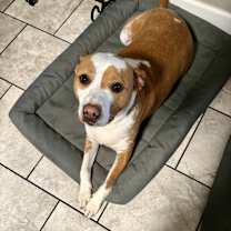 Thumbnail photo of Rusty #3