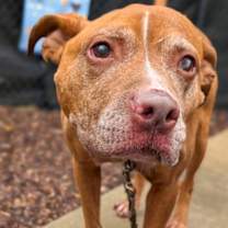 Thumbnail photo of Vanilla #2