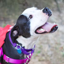 Thumbnail photo of Rio 21555 #4