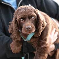 Thumbnail photo of Hope (OT25-87) #2