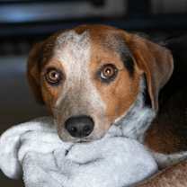 Thumbnail photo of Lucky (N25-38) #1