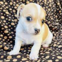 Thumbnail photo of Rolly #2