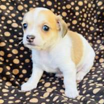 Thumbnail photo of Rolly #3