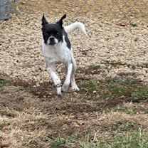 Thumbnail photo of Benny #3