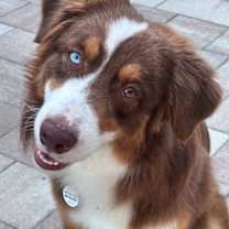 Thumbnail photo of Oliver #1