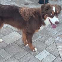 Thumbnail photo of Oliver #3