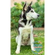 Thumbnail photo of Sierra COH #2