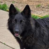 Thumbnail photo of Evie #3