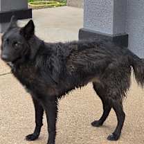 Thumbnail photo of Evie #4