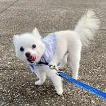 Thumbnail photo of Fox #1