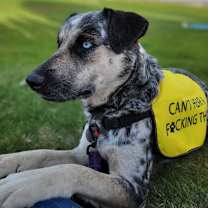 Thumbnail photo of Chelsea #1