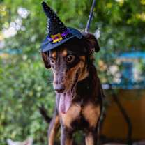 Thumbnail photo of Tribi #2