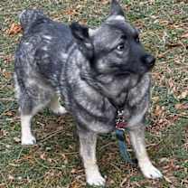 Thumbnail photo of FREYA #4