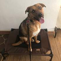 Thumbnail photo of Chase #2