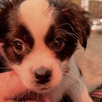 Thumbnail photo of Cassidy #3