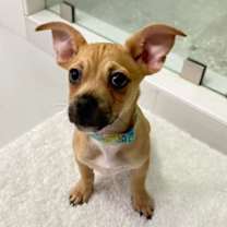 Thumbnail photo of Timon #4