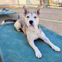 Thumbnail photo of Sofi #1