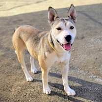 Thumbnail photo of Sofi #3