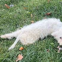 Thumbnail photo of Parmesan #2