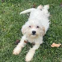 Thumbnail photo of Parmesan #4