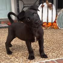 Thumbnail photo of Eddie #1