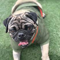 Thumbnail photo of Guppy #3